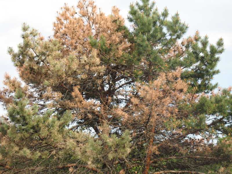 Pine Wilt (Pinewood Nematode) of Needled Evergreens
